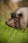 pot-bellied pig