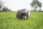 pot-bellied pig