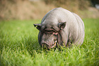 pot-bellied pig