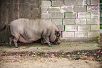 pot-bellied pig