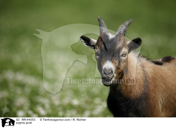 pygmy goat / RR-44053