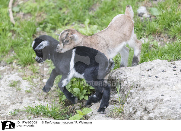 Zwergziegen / pygmy goats / PW-05608