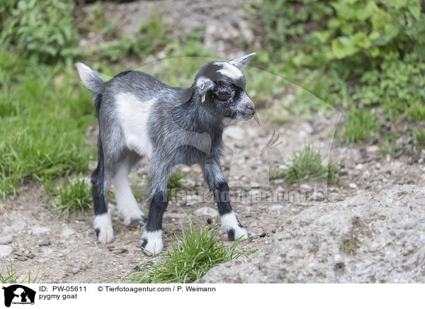 Zwergziege / pygmy goat / PW-05611