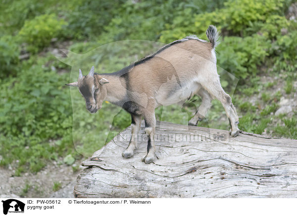 Zwergziege / pygmy goat / PW-05612