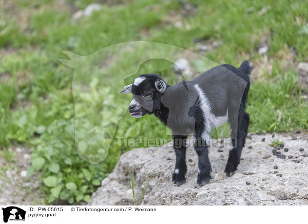 Zwergziege / pygmy goat / PW-05615