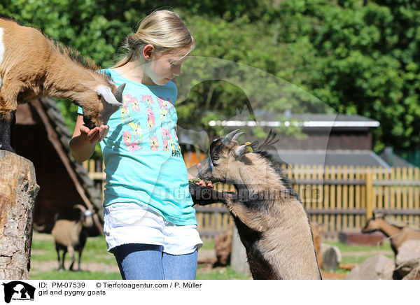 Mdchen und Zwergziegen / girl and pygmy goats / PM-07539