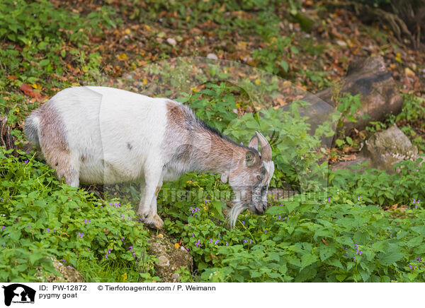 Zwergziege / pygmy goat / PW-12872