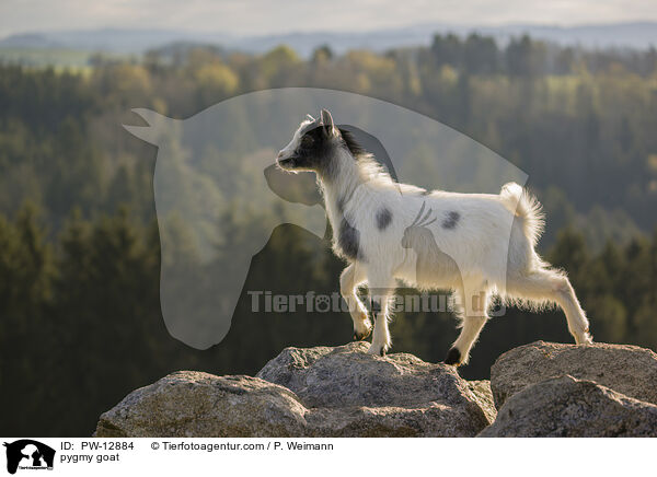 Zwergziege / pygmy goat / PW-12884