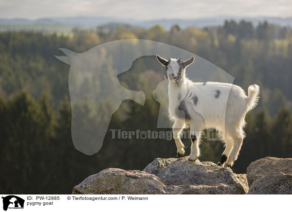 Zwergziege / pygmy goat / PW-12885