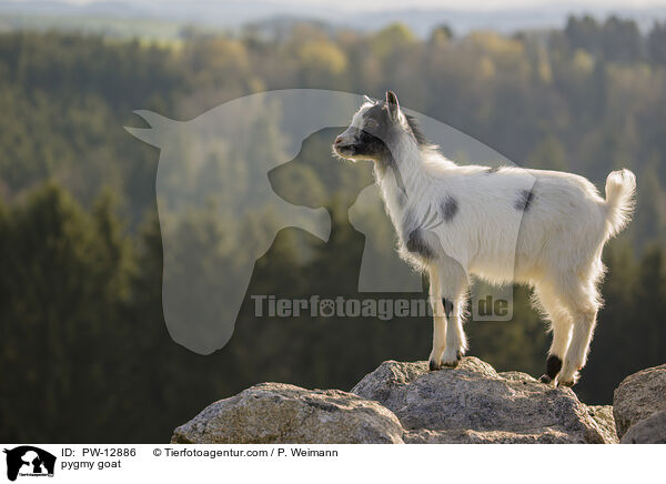Zwergziege / pygmy goat / PW-12886