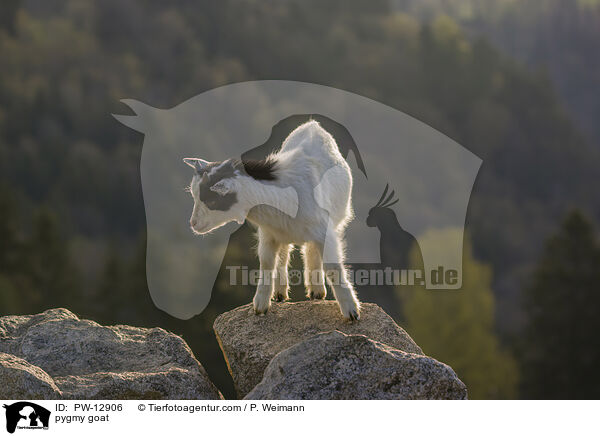 Zwergziege / pygmy goat / PW-12906