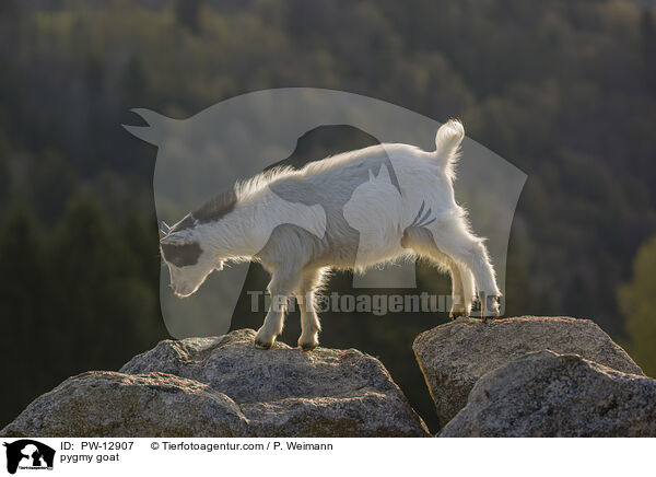 Zwergziege / pygmy goat / PW-12907