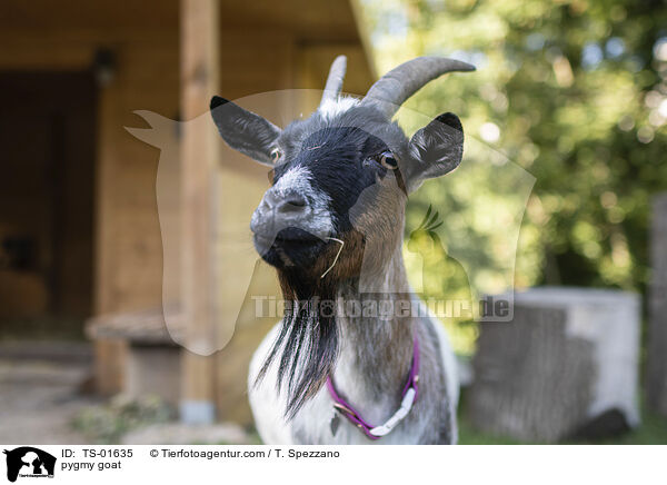 pygmy goat / TS-01635