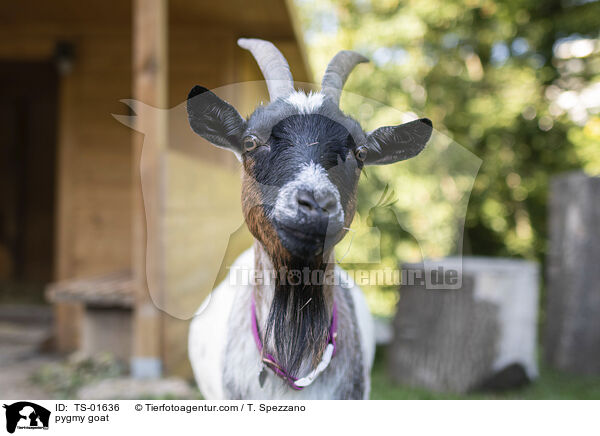 Zwergziege / pygmy goat / TS-01636