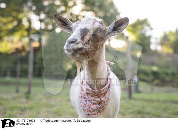 pygmy goat / TS-01638