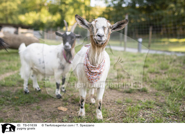 Zwergziegen / pygmy goats / TS-01639