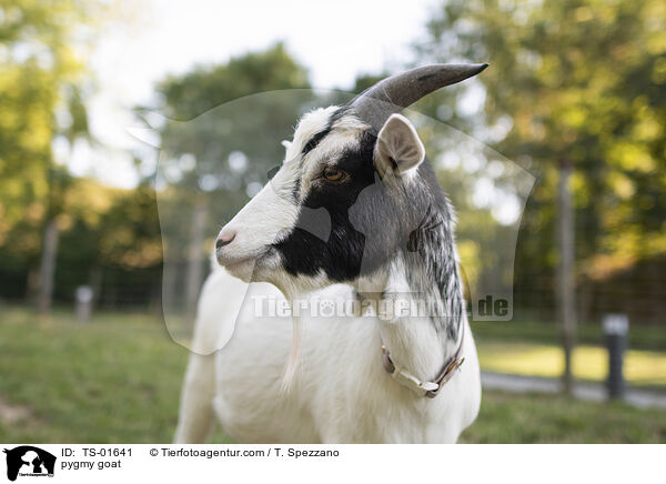 Zwergziege / pygmy goat / TS-01641