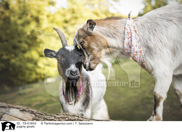 pygmy goats / TS-01642