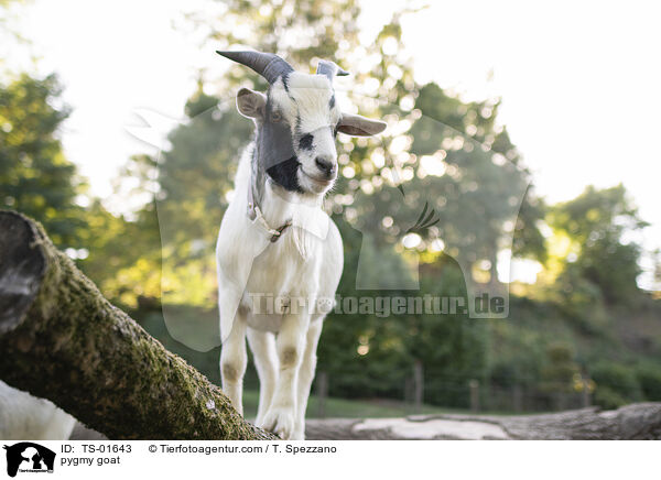 Zwergziege / pygmy goat / TS-01643