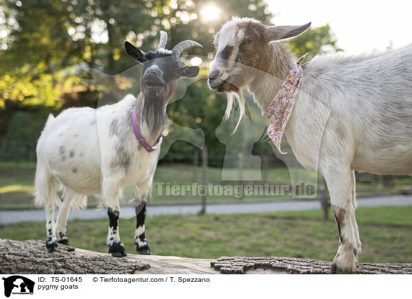 Zwergziegen / pygmy goats / TS-01645