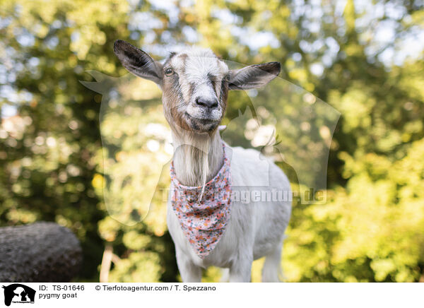 pygmy goat / TS-01646