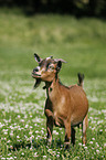 pygmy goat