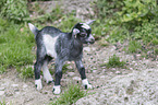 pygmy goat