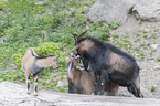 three pygmy goats