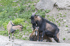 three pygmy goats