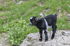 pygmy goat