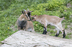 pygmy goats