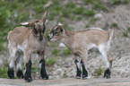 pygmy goats