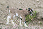 pygmy goat