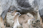 pygmy goats