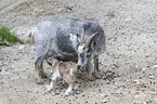 pygmy goats