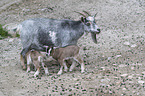 three pygmy goats
