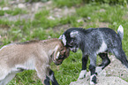 pygmy goats