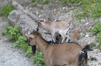 three pygmy goats