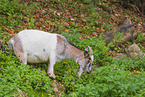 pygmy goat