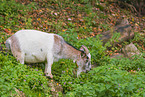 pygmy goat