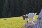 pygmy goat