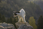 pygmy goat