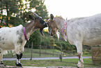 pygmy goats