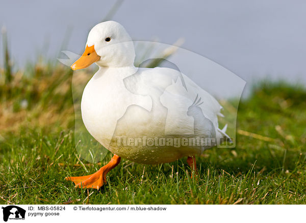 pygmy goose / MBS-05824