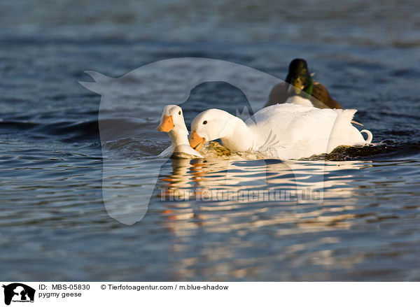 Zwergenten / pygmy geese / MBS-05830