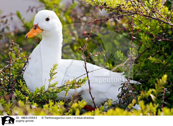 pygmy goose / MBS-05843