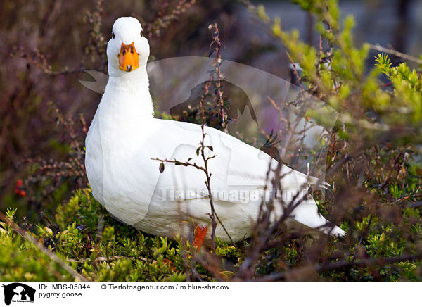 pygmy goose / MBS-05844