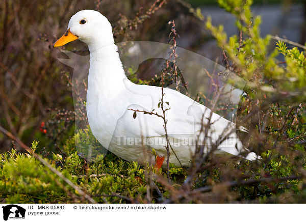 Zwergente / pygmy goose / MBS-05845