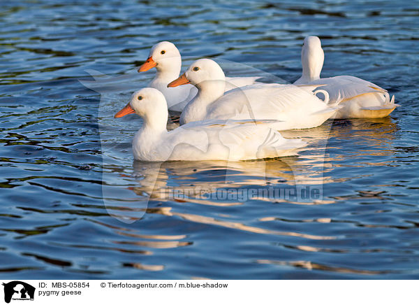 pygmy geese / MBS-05854