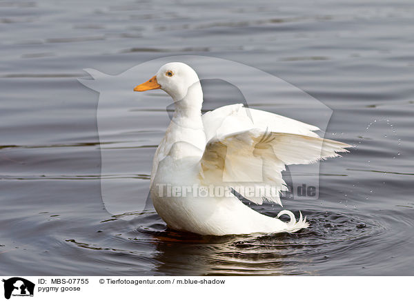 Zwergente / pygmy goose / MBS-07755